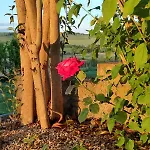 Il Giardino Del Chianti Apartamento *